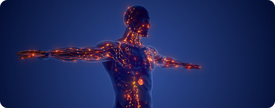 BLUTBILD IN DER Langlebigkeit