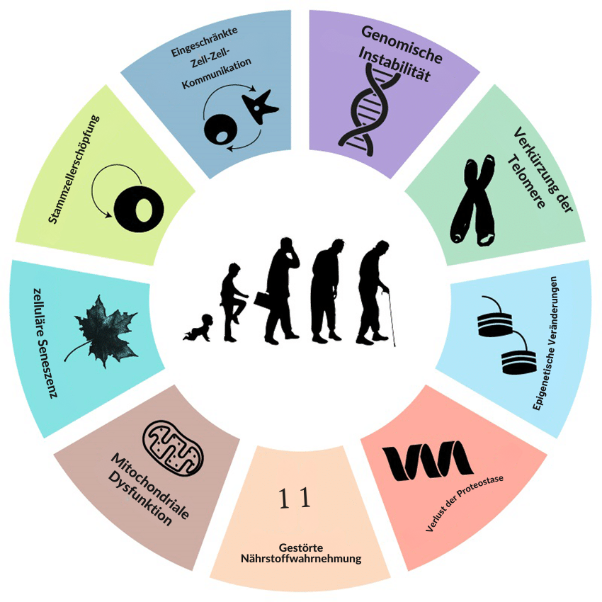 Die 9 Hallmarks of Aging – einfach erklärt