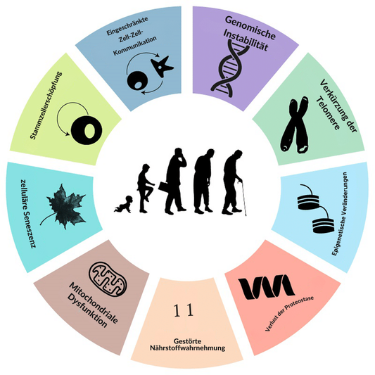 Die 9 Hallmarks of Aging – einfach erklärt